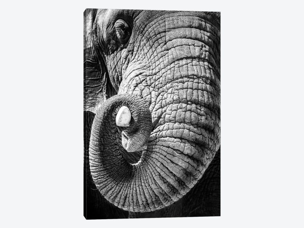 Elephant Curling Trunk Around Tusk - Black And White by Susan Richey 1-piece Canvas Print