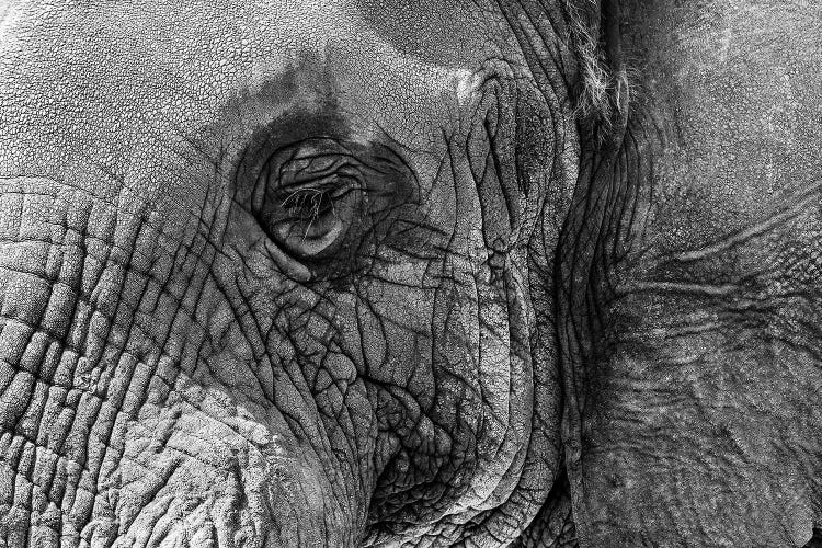 Closeup Elephant Eye - Black And White