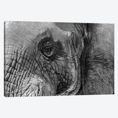 Closeup Elephant Eye - Black And White Canvas Print #SMZ208} by Susan Richey Canvas Art