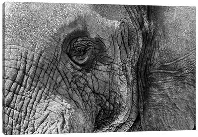 Closeup Elephant Eye - Black And White Canvas Art Print - Susan Richey