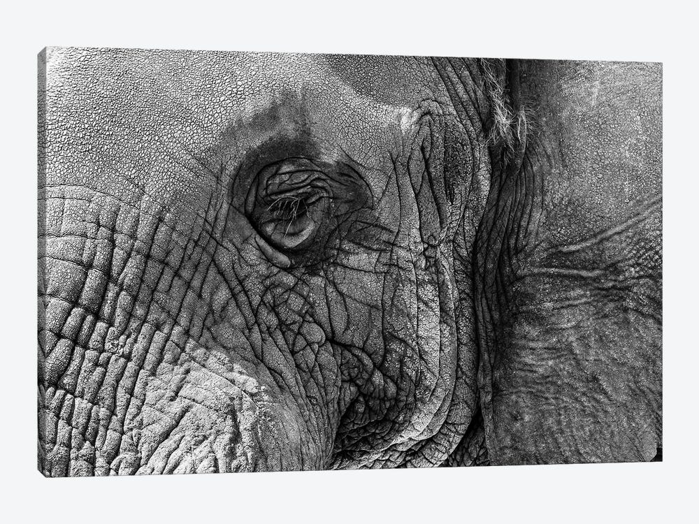 Closeup Elephant Eye - Black And White by Susan Richey 1-piece Canvas Wall Art