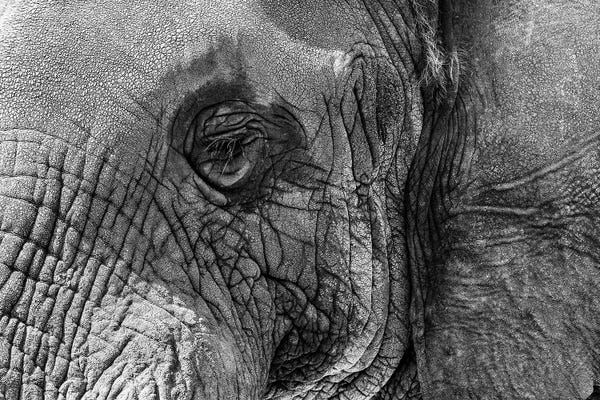 Closeup Elephant Eye - Black And White
