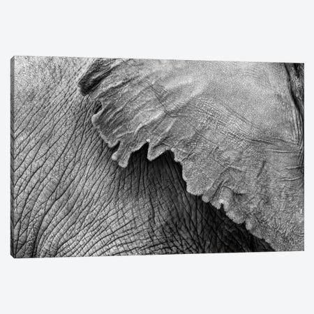 Elephant Ear And Texture - Black And White Canvas Print #SMZ209} by Susan Richey Canvas Art