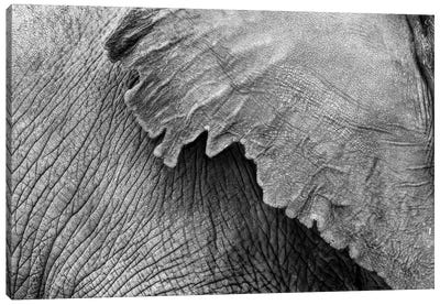 Elephant Ear And Texture - Black And White Canvas Art Print - Susan Richey