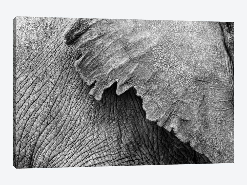 Elephant Ear And Texture - Black And White by Susan Richey 1-piece Canvas Art Print