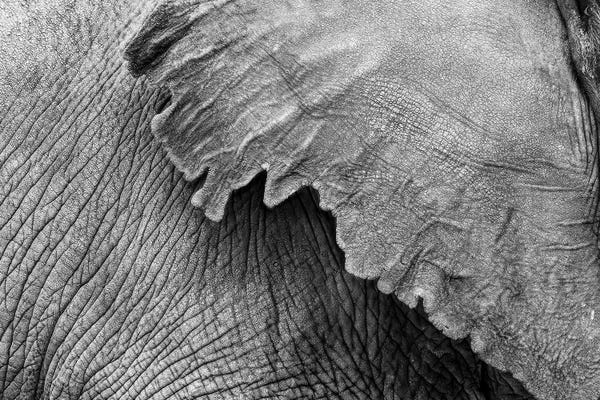 Susan Richey: Elephant Ear And Texture - Black And White by Susan Richey