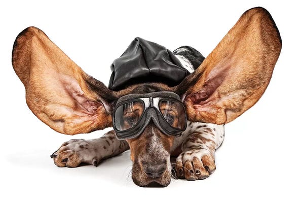 Basset Hound Aviator Stock Photo
