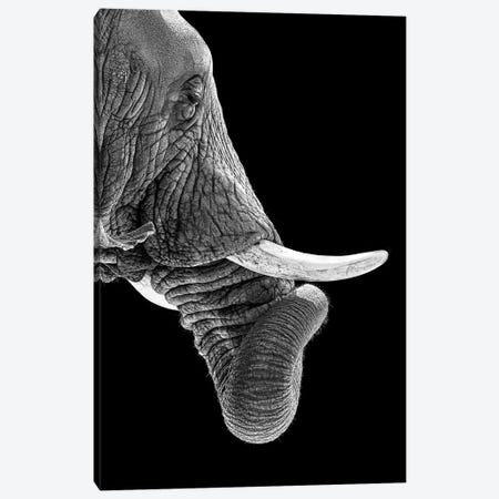 African Elephant Curling Trunk In Black And White Canvas Print #SMZ210} by Susan Schmitz Canvas Art Print