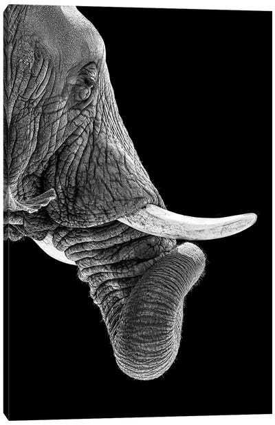 African Elephant Curling Trunk In Black And White Canvas Art Print - Susan Richey