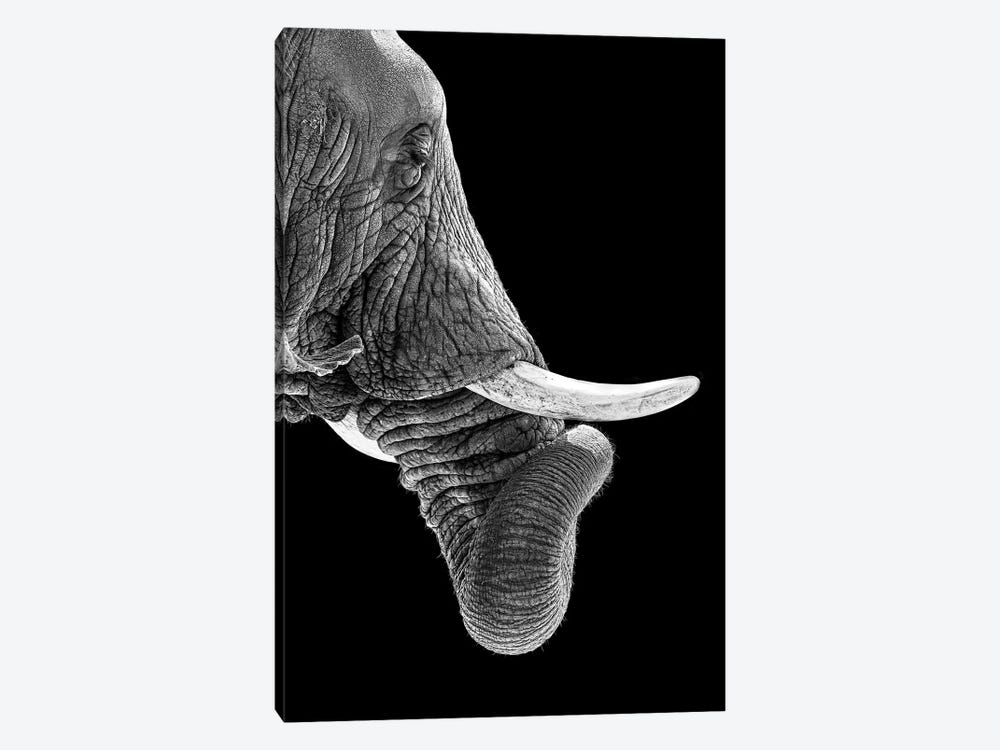 African Elephant Curling Trunk In Black And White by Susan Richey 1-piece Canvas Print