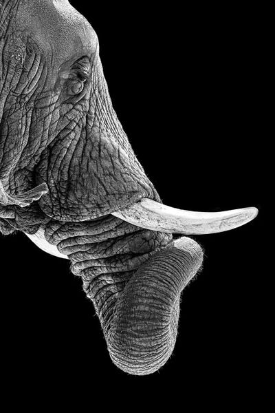Susan Richey: African Elephant Curling Trunk In Black And White by Susan Richey