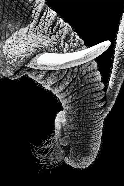 African Elephant Family Bonding