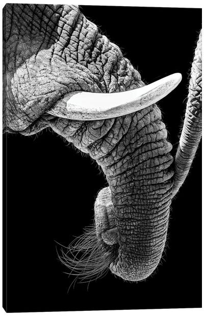 African Elephant Family Bonding Canvas Art Print - Susan Richey
