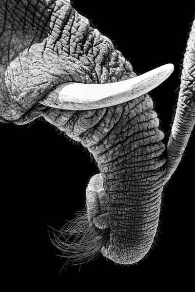 Susan Richey: African Elephant Family Bonding by Susan Richey