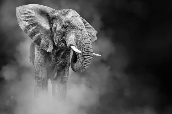 Susan Richey: Large African Elephant In The Dust by Susan Richey