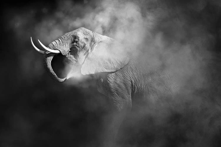 African Elephant Blowing Dust