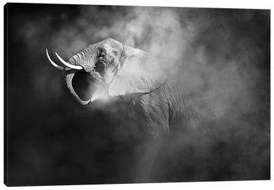 African Elephant Blowing Dust Canvas Art Print - Susan Richey