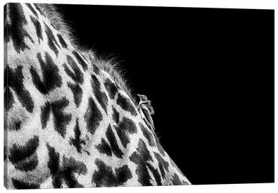 An Oxpecker And A Giraffe Canvas Art Print - Photogenic Animals