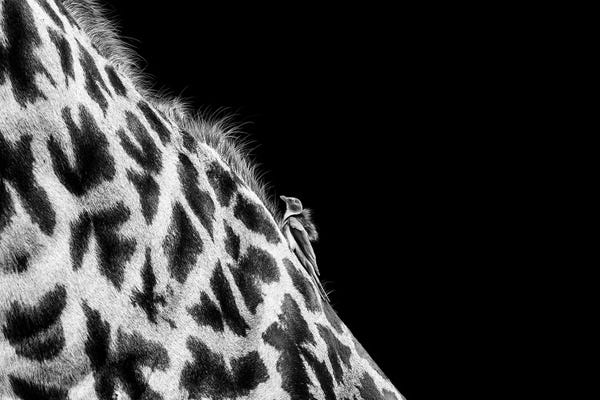 Photogenic Animals: An Oxpecker And A Giraffe by Susan Richey