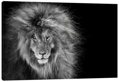 Scar The African Lion Legend Canvas Art Print - Lion Art