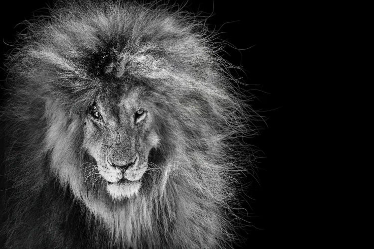 Scar The African Lion Legend