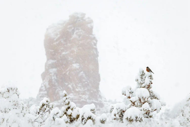 Red Robin In Snowy Sedona