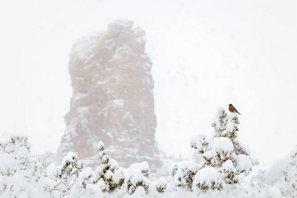 Susan Richey: Red Robin In Snowy Sedona by Susan Richey