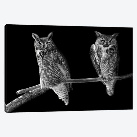 Two Barn Owls Perched In Black And White Canvas Print #SMZ219} by Susan Richey Canvas Art Print