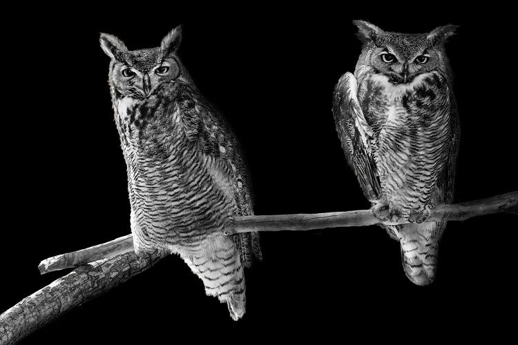 Two Barn Owls Perched In Black And White