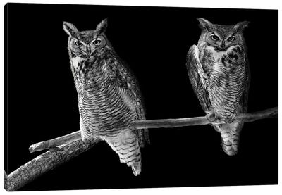 Two Barn Owls Perched In Black And White Canvas Art Print - Susan Richey