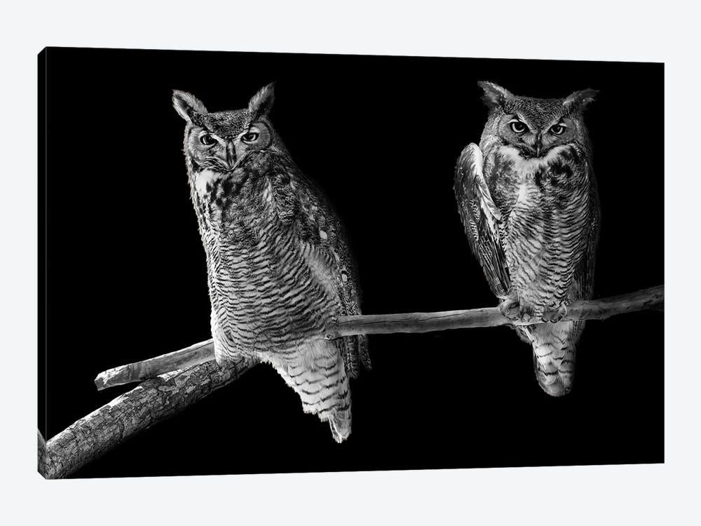 Two Barn Owls Perched In Black And White by Susan Richey 1-piece Canvas Artwork