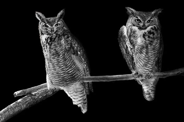 Susan Richey: Two Barn Owls Perched In Black And White by Susan Richey