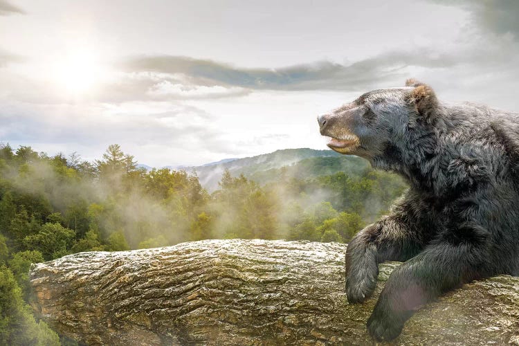 Bear In Tree At Smoky Mountains Park by Susan Richey wall art