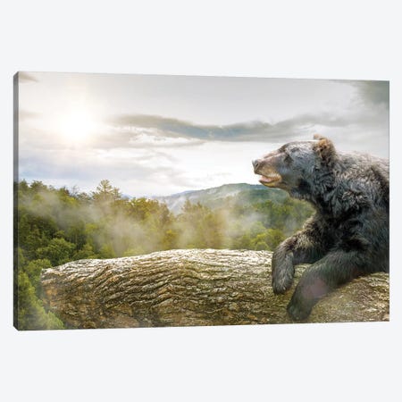 Bear In Tree At Smoky Mountains Park Canvas Print #SMZ21} by Susan Richey Canvas Art