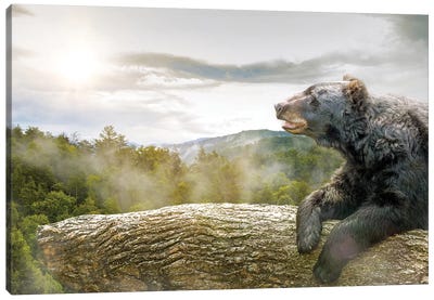 Bear In Tree At Smoky Mountains Park Canvas Art Print - Tennessee
