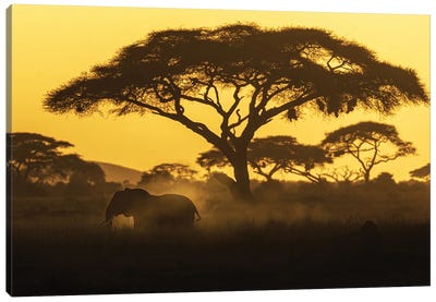 Silhouette Of Elephant Walking And Dusting At Sunset Canvas Art Print - Susan Richey