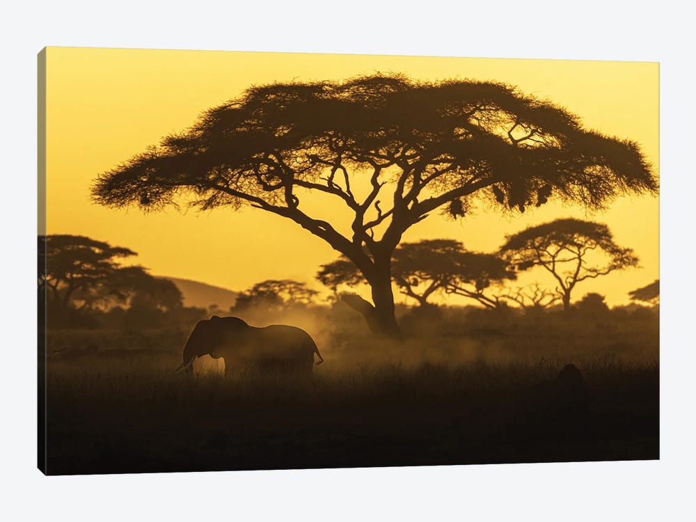 Silhouette Of Elephant Walking And Dusting At Sunset 1-piece Canvas Art