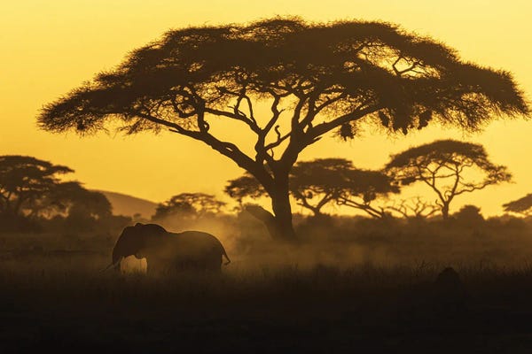 Susan Richey: Silhouette Of Elephant Walking And Dusting At Sunset by Susan Richey