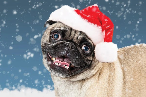 Christmas Pug Dog In The Snow