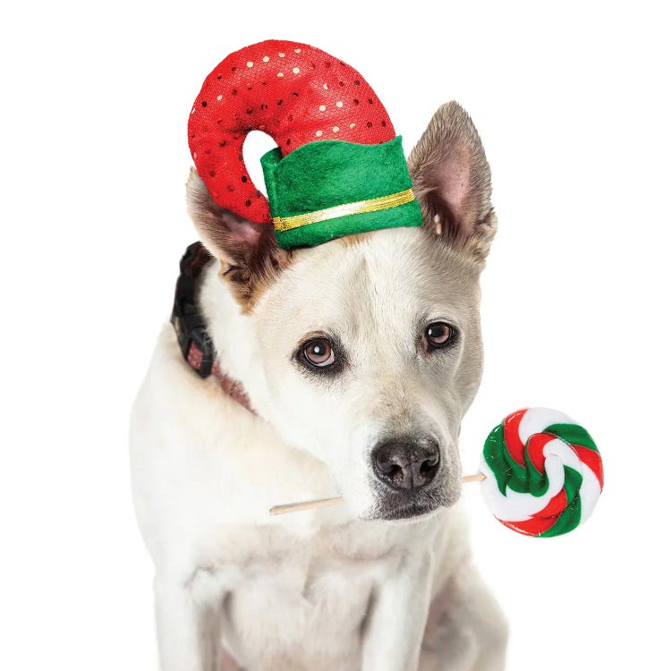 Christmas Dog Elf Holding Candy Cane Lollipop by Susan Richey wall art