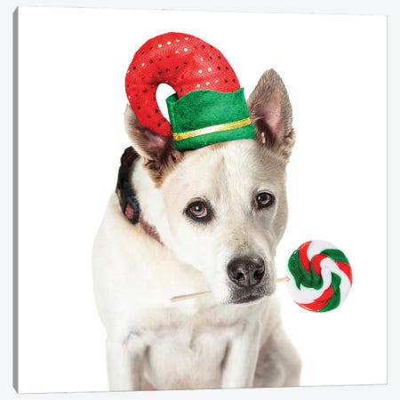 Christmas Dog Elf Holding Candy Cane Lollipop Canvas Print #SMZ226} by Susan Schmitz Canvas Print