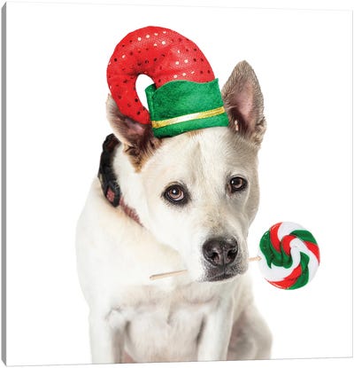 Christmas Dog Elf Holding Candy Cane Lollipop Canvas Art Print - Naughty or Nice