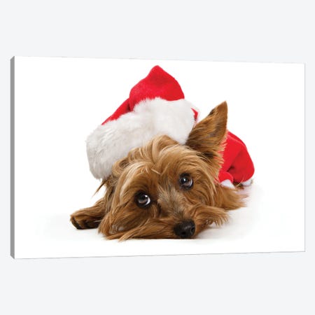 Yorkshire Dog Wearing Christmas Santa Hat Canvas Print #SMZ227} by Susan Richey Canvas Art Print