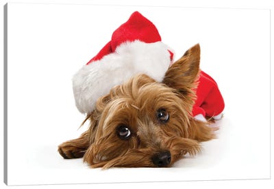 Yorkshire Dog Wearing Christmas Santa Hat Canvas Art Print - Susan Richey