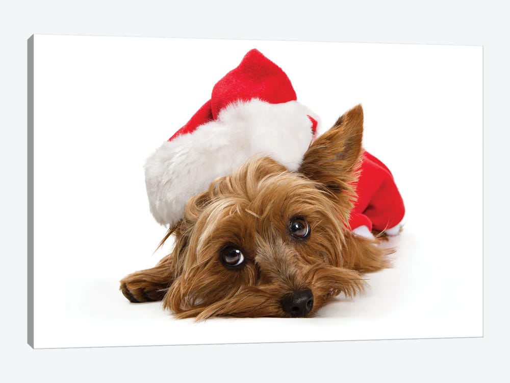 Yorkshire Dog Wearing Christmas Santa Hat by Susan Richey 1-piece Art Print
