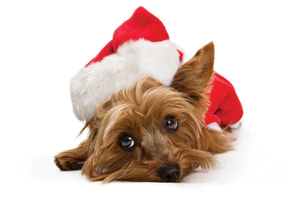 Susan Richey: Yorkshire Dog Wearing Christmas Santa Hat by Susan Richey