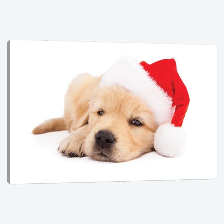 Sleepy Golden Retriever Christmas Santa Puppy Canvas Print #SMZ228} by Susan Richey Canvas Art
