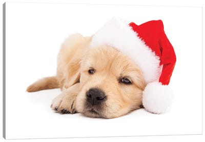 Sleepy Golden Retriever Christmas Santa Puppy Canvas Art Print - Susan Richey