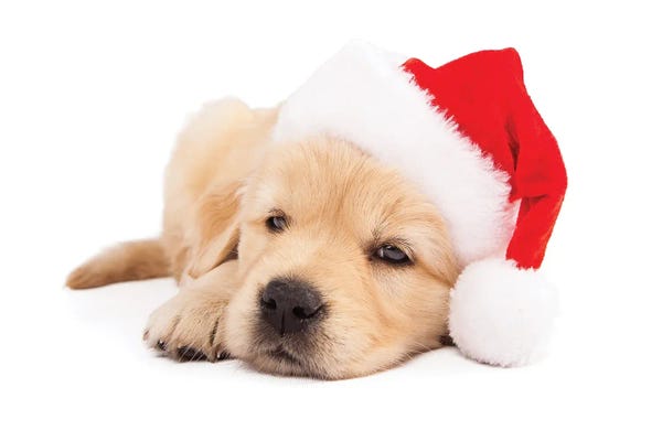 Susan Richey: Sleepy Golden Retriever Christmas Santa Puppy by Susan Richey