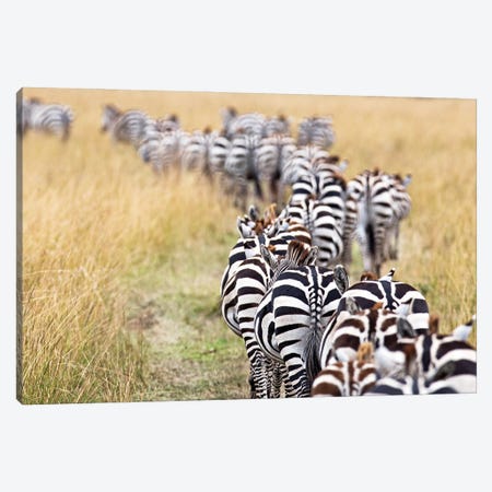 Line Of Migrating Zebra Walking Down A Path Canvas Print #SMZ231} by Susan Richey Canvas Print